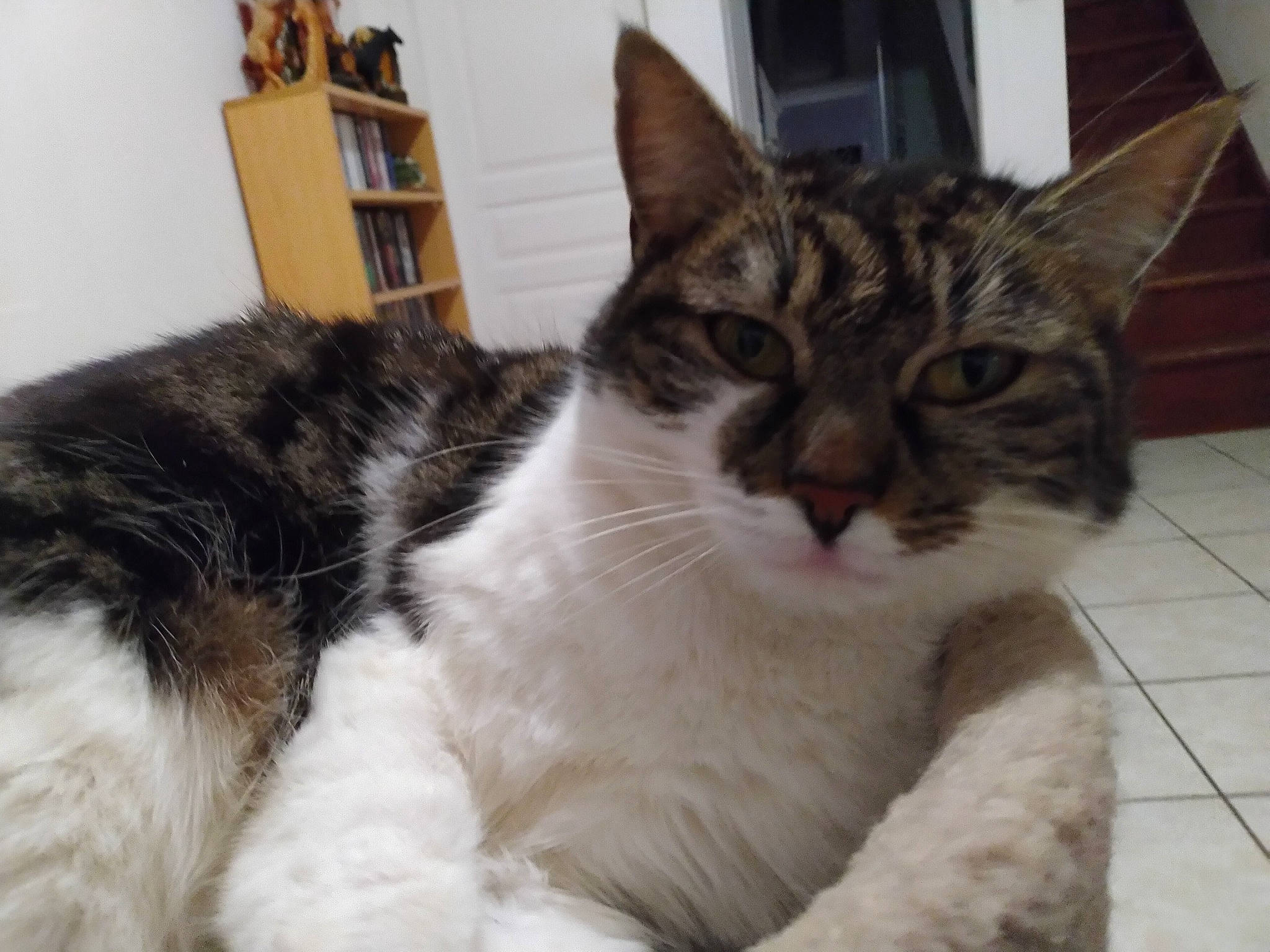 Mandy participe au concours pour gagner de l'argent avec cette photo : bookcase, carnivore, cat, cat_supply, claw, comfort, domestic_short_haired_cat, felidae, fur, paw, pet_supply, shelf, small_to_medium_sized_cats, snout, tail, whiskers