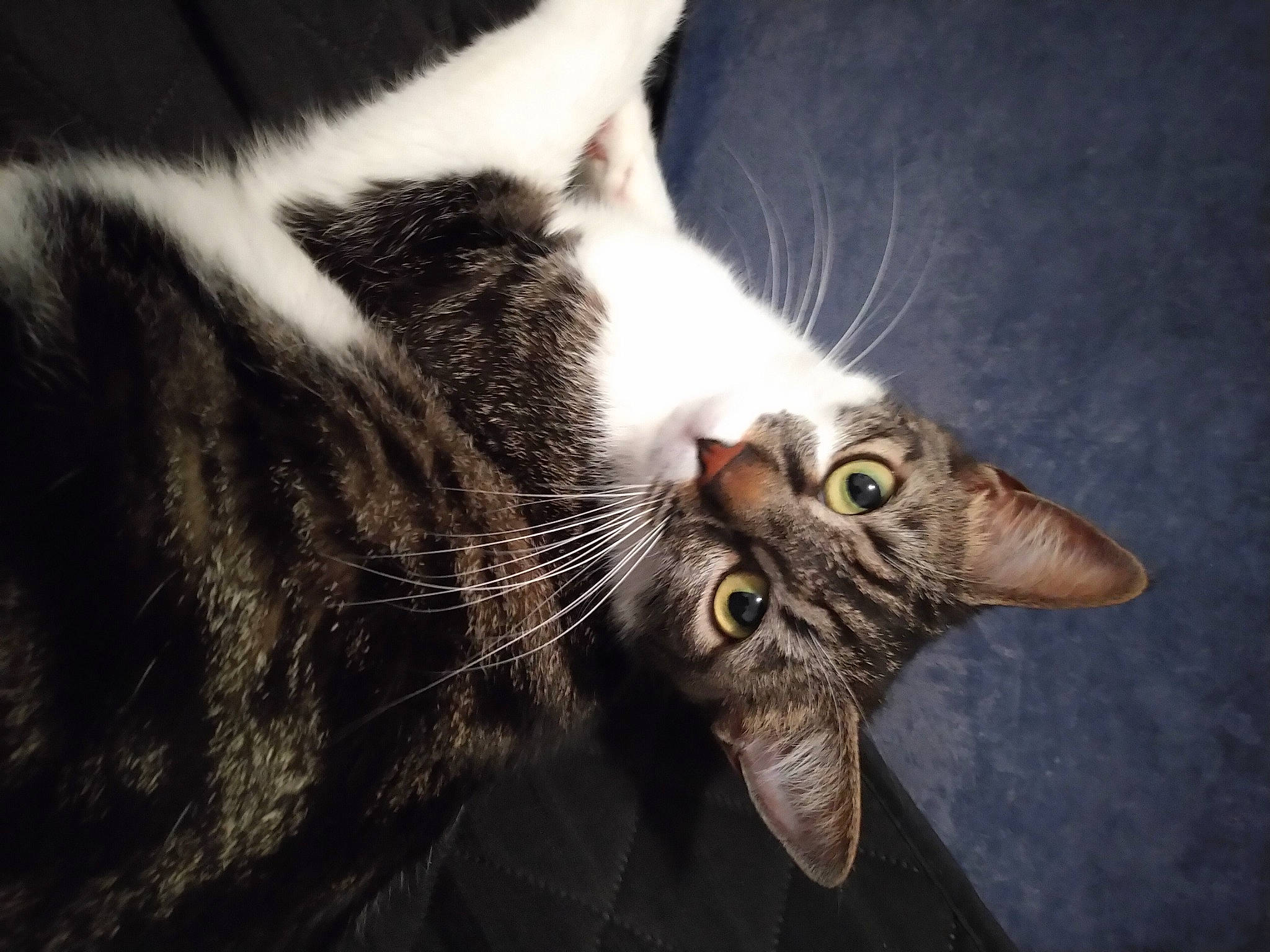 Mandy participe au concours pour gagner de l'argent avec cette photo : carnivore, cat, claw, comfort, darkness, domestic_short_haired_cat, felidae, fur, paw, plant, small_to_medium_sized_cats, snout, tail, whiskers