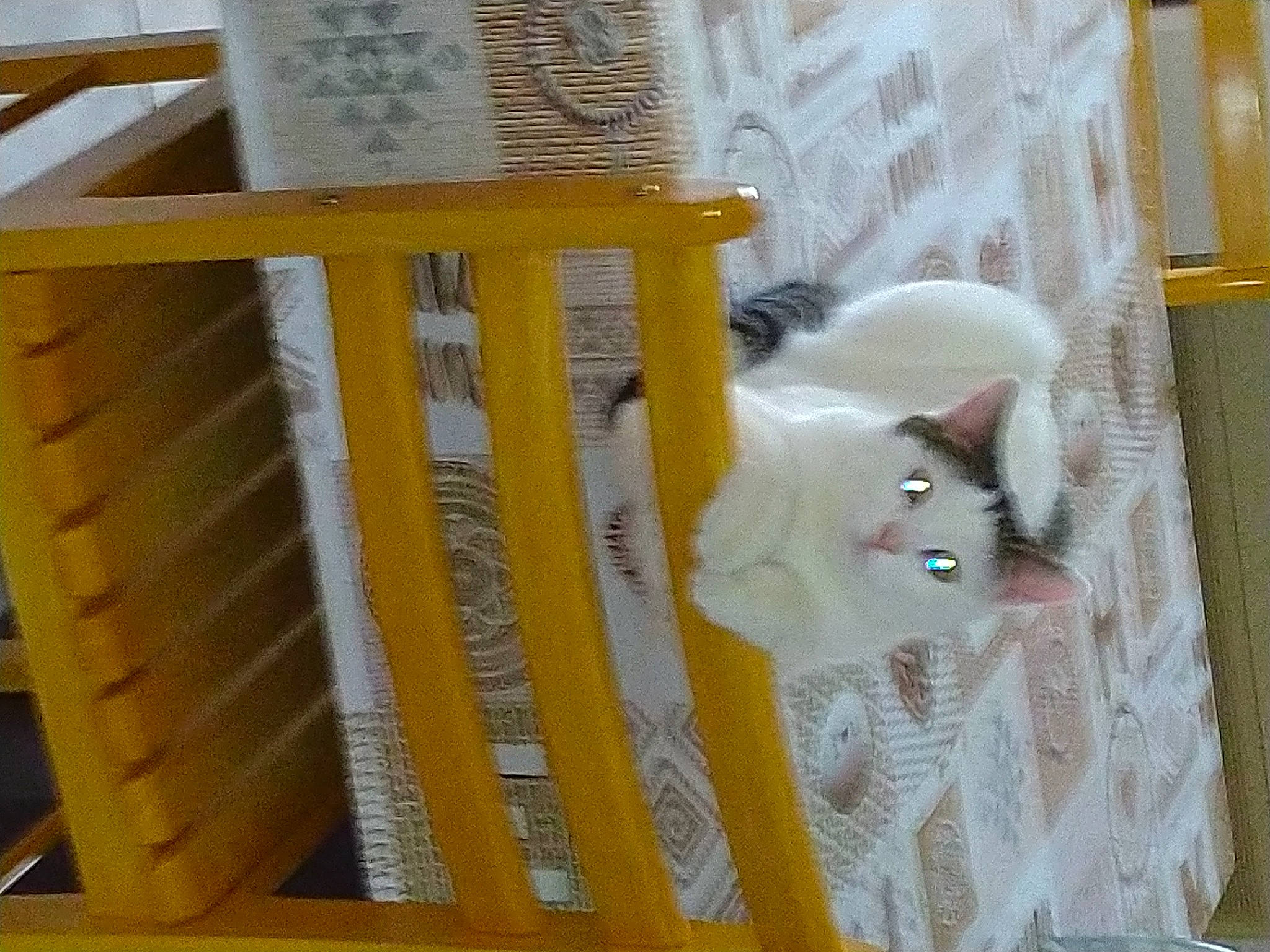 Lana a rejoint le concours — aidez-le/la à gagner de superbes lots ! baby_products, carnivore, cat, cat_supply, companion_dog, fawn, felidae, fur, hardwood, natural_material, pattern, pet_supply, plywood, room, small_to_medium_sized_cats, stairs, tail, wood, wood_stain, yellow