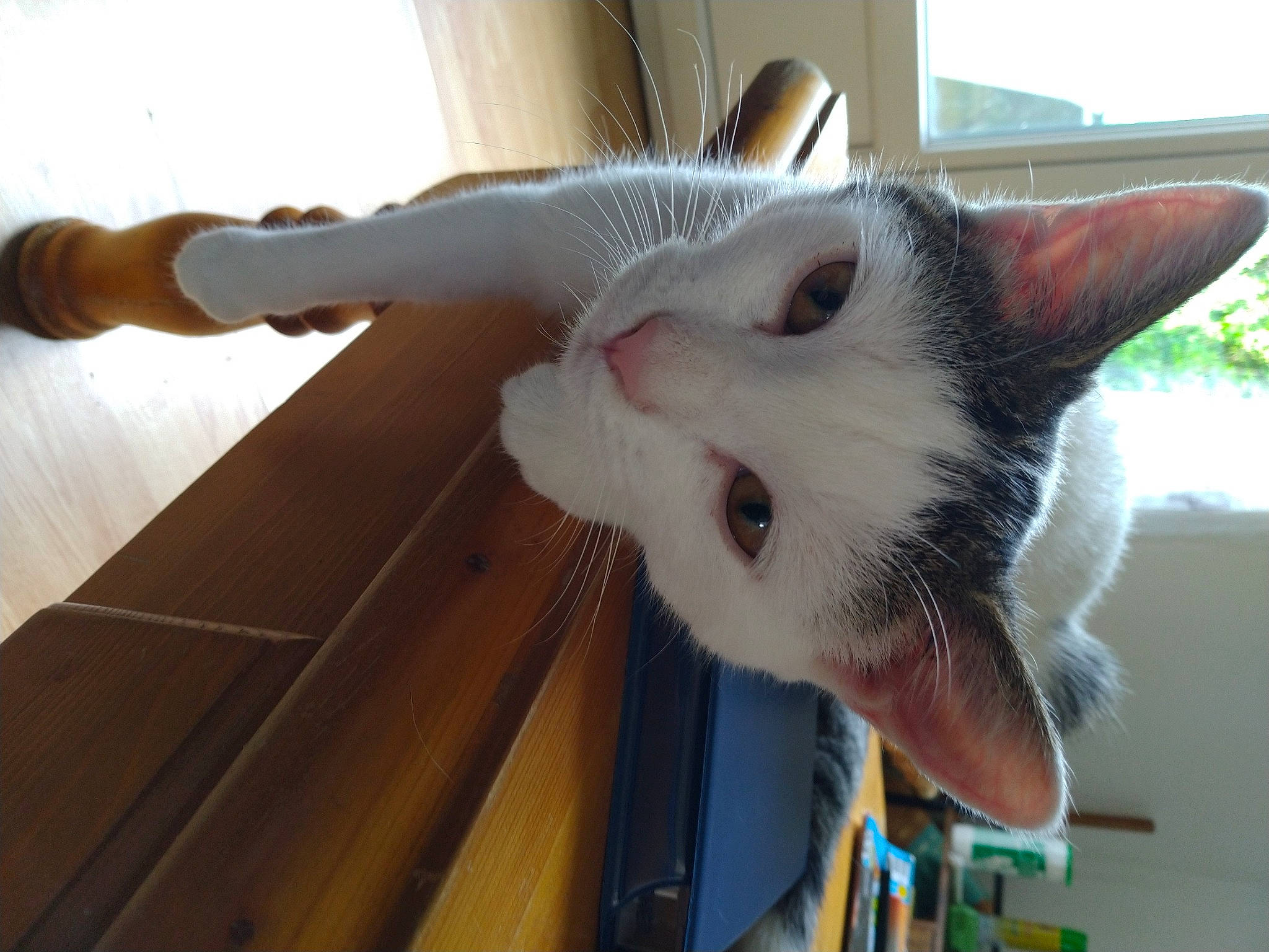 Lana participe au concours pour gagner de l'argent avec cette photo : carnivore, cat, domestic_short_haired_cat, felidae, flooring, fur, hardwood, paw, service, small_to_medium_sized_cats, snout, tail, whiskers, wood