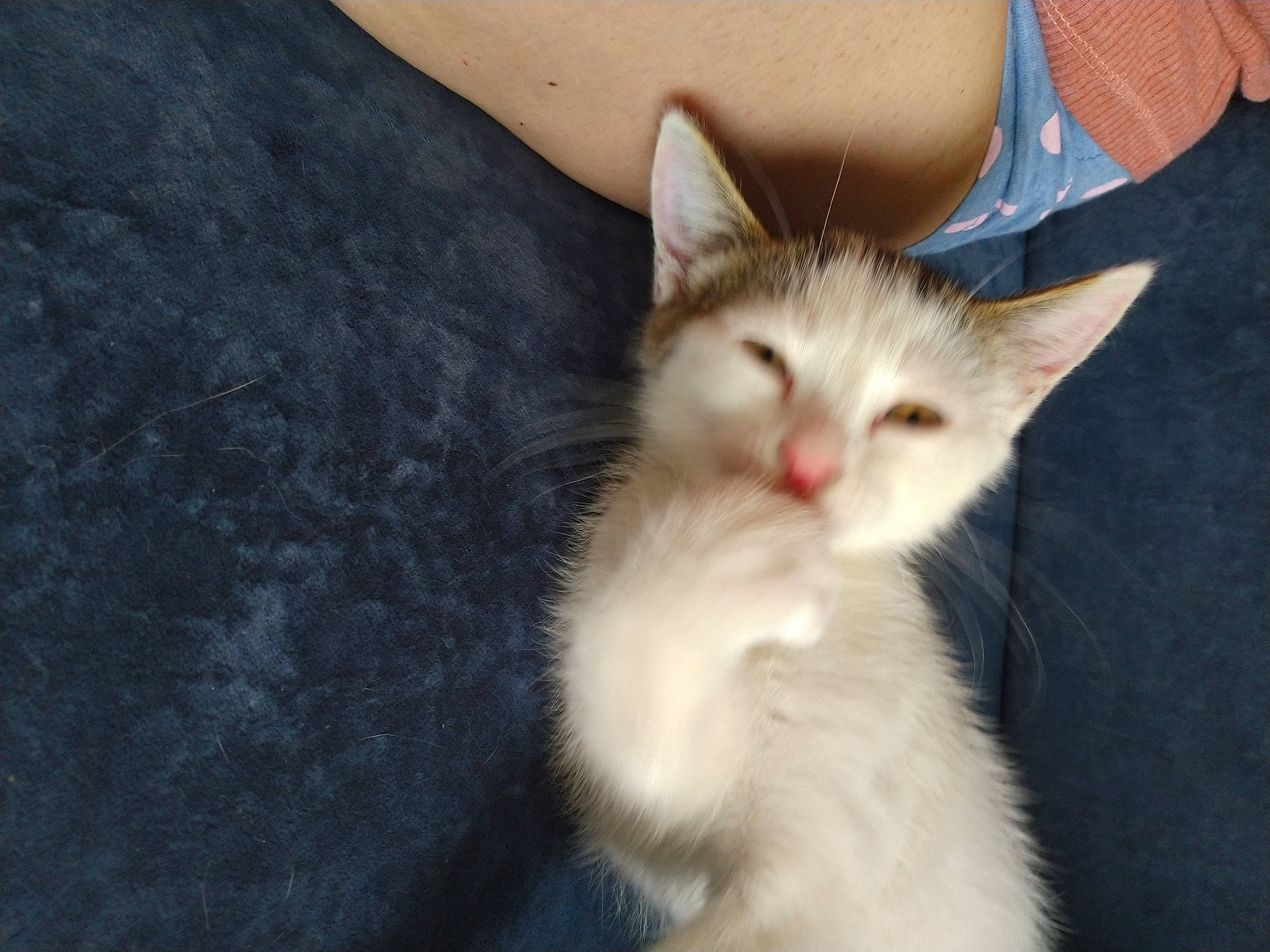 Lana a rejoint le concours — aidez-le/la à gagner de superbes lots ! carnivore, cat, claw, domestic_short_haired_cat, felidae, fur, paw, small_to_medium_sized_cats, snout, tail, whiskers