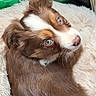 Barney Blu participe au concours pour gagner de l'argent avec cette photo : blanket, blue_eyes, brown_fur, close_up, cozy, cute, dog, fluffy, fur, indoors, looking_back, nose, nostrils, pet, puppy, relaxed, soft_texture, whiskers, white_fur, young_dog
