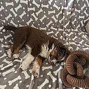Barney Blu participe au concours pour gagner de l'argent avec cette photo : animal, blanket, bone_pattern, brown, cozy, cute, fur, indoor, nap, paw, pet, puppy, relaxation, resting, rope_toy, sleeping, soft, toy, white, young_dog