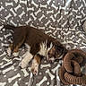 animal, blanket, bone_pattern, brown, cozy, cute, fur, indoor, nap, paw, pet, puppy, relaxation, resting, rope_toy, sleeping, soft, toy, white, young_dog
