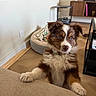 Barney Blu a rejoint le concours — aidez-le/la à gagner de superbes lots ! blanket, brown, collar, couch, curious, dog, dog_bed, ears, eyes, floor, fluffy, furniture, indoor, lamp, living_room, pet, puppy, table, white, wood_floor