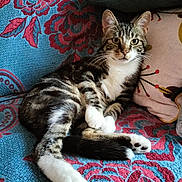 Alfred a rejoint le concours — aidez-le/la à gagner de superbes lots ! cat, tabby_cat, couch, floral_pattern, pillow, indoor, pet, feline, relaxed, looking_at_camera, whiskers, ears, paws, fur, domestic_animal, home, cozy, seated, cute, animal