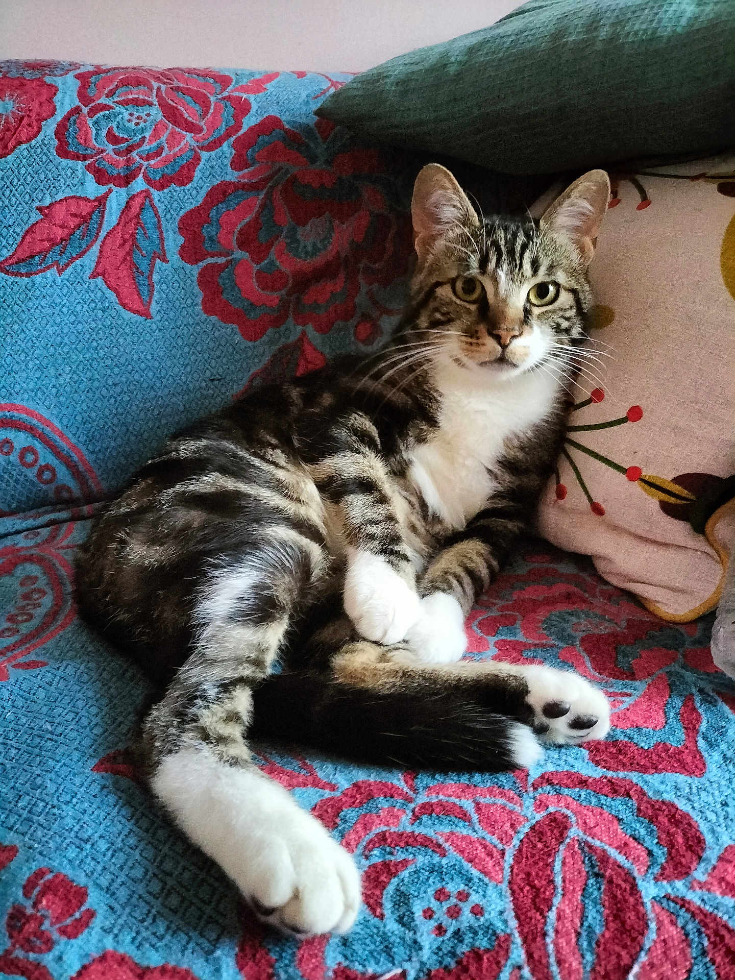 Alfred a rejoint le concours — aidez-le/la à gagner de superbes lots ! cat, tabby_cat, couch, floral_pattern, pillow, indoor, pet, feline, relaxed, looking_at_camera, whiskers, ears, paws, fur, domestic_animal, home, cozy, seated, cute, animal