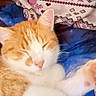 Arson joined the competition — help win amazing prizes! animal, blanket, cat, closeup, comfort, cozy, cute, domestic_cat, fur, indoor, nap, orange_cat, patterned_fabric, paw, pet, relaxation, resting, sleeping, whiskers, white_cat