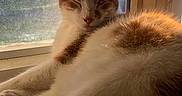 Arson is registered to the contest to win money with this photo: animal, cat, closeup, cozy, daylight, domestic, feline, fur, indoor, orange, paw, peaceful, pet, relaxation, resting, sleeping, sunlight, whiskers, white, window