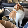 Arson joined the competition — help win amazing prizes! animal, brown_paper_bag, car_door, car_interior, cat, curious, daylight, domestic_cat, fabric, house_outside, looking_away, orange_cat, pet, reflection, seat, side_mirror, toy, tree, white_cat, window