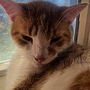 Arson is registered to the contest to win money with this photo: animal, cat, close_up, closeup, ears, face, feline, fur, glass, indoor, natural_light, nose, orange_cat, pet, relaxed, resting, sleepy, whiskers, white_cat, window