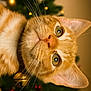 cat, orange_tabby, close_up, whiskers, green_eyes, pet, animal, collar, jingle_bell, christmas_tree, ornaments, holiday, blurred_background, indoor, cute, feline, portrait, soft_lighting, curious, domestic_cat