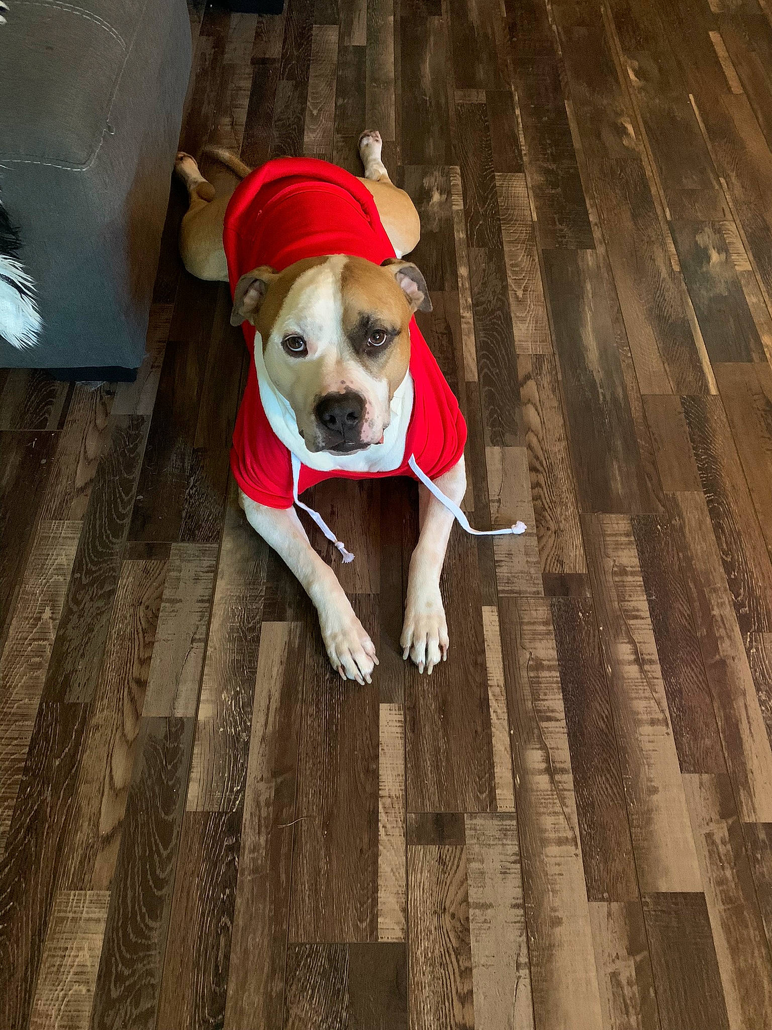 Jax joined the competition — help win amazing prizes! carnivore, collar, companion_dog, dog, dog_breed, dog_clothes, dog_collar, dog_supply, fawn, floor, flooring, hardwood, hat, leash, personal_protective_equipment, pet_supply, snout, tail, wood, working_animal