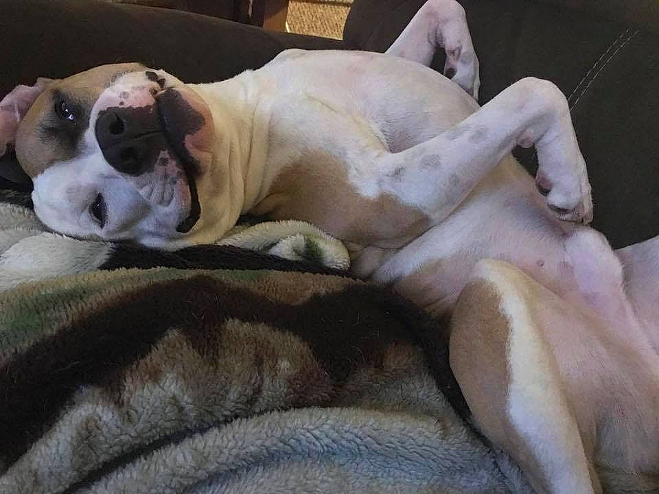 Jax is registered to the contest to win money with this photo: bedding, bulldog, canidae, carnivore, comfort, companion_dog, dog, dog_breed, dog_supply, fawn, fur, linens, molosser, nap, snout, sporting_group, toy_dog, whiskers, working_animal, wrinkle