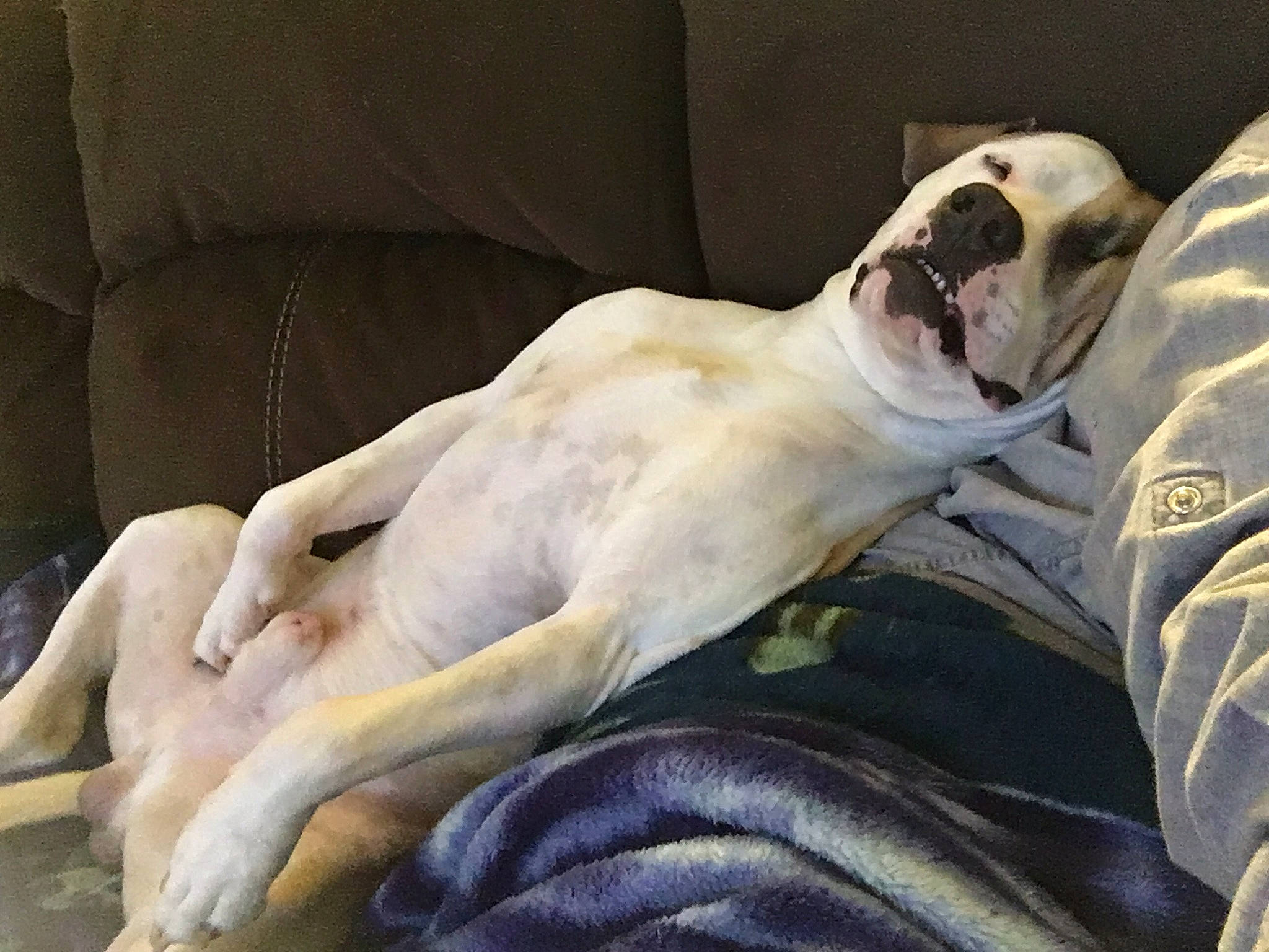 Jax joined the competition — help win amazing prizes! canidae, carnivore, comfort, companion_dog, couch, dog, dog_breed, fawn, felidae, fur, guard_dog, linens, nap, paw, snout, sporting_group, terrestrial_animal, toy_dog, whiskers, working_animal