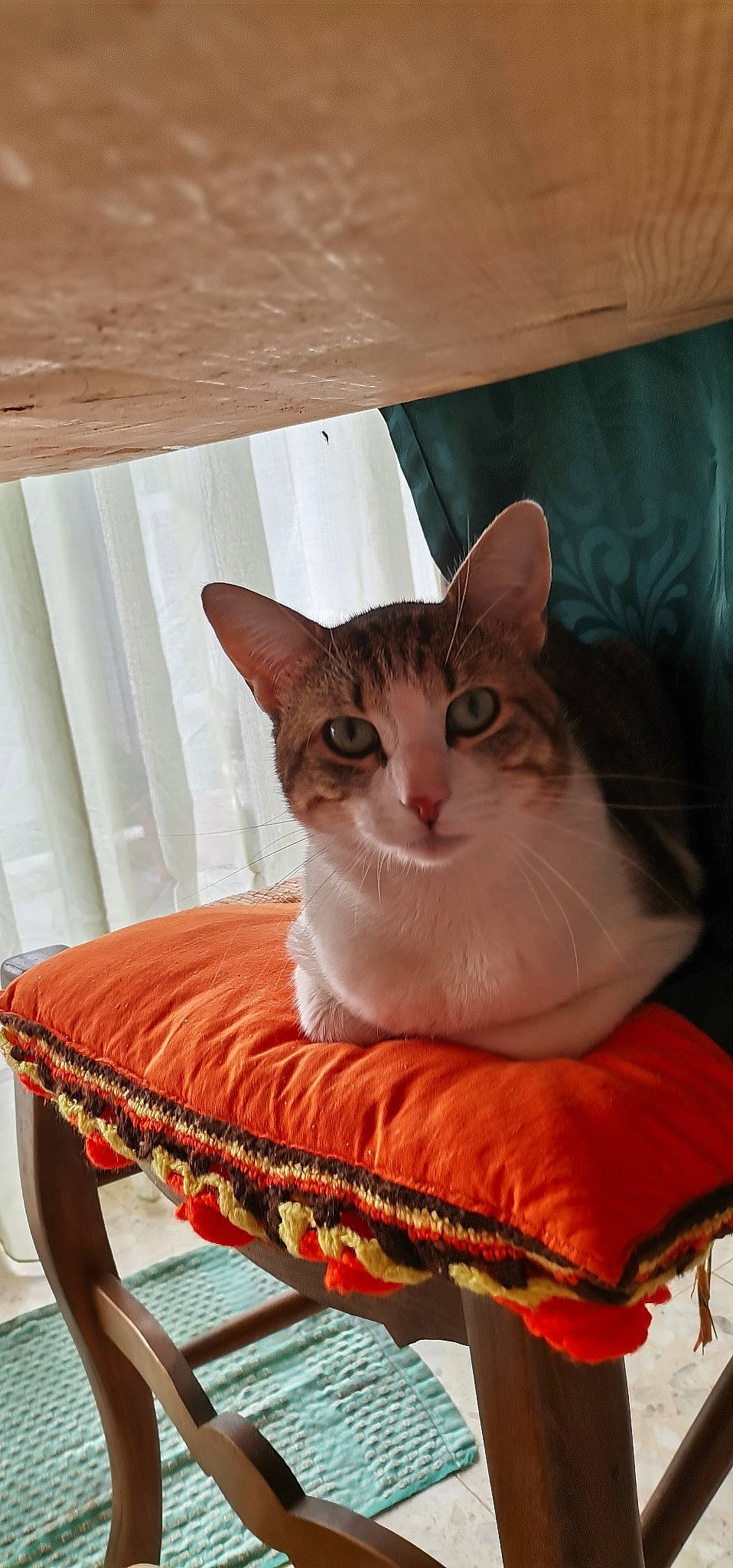 Pépère a rejoint le concours — aidez-le/la à gagner de superbes lots ! basket, box, carnivore, cat, cat_supply, chair, comfort, couch, domestic_short_haired_cat, eye, fawn, felidae, fur, hardwood, pet_supply, small_to_medium_sized_cats, tail, whiskers, window, wood