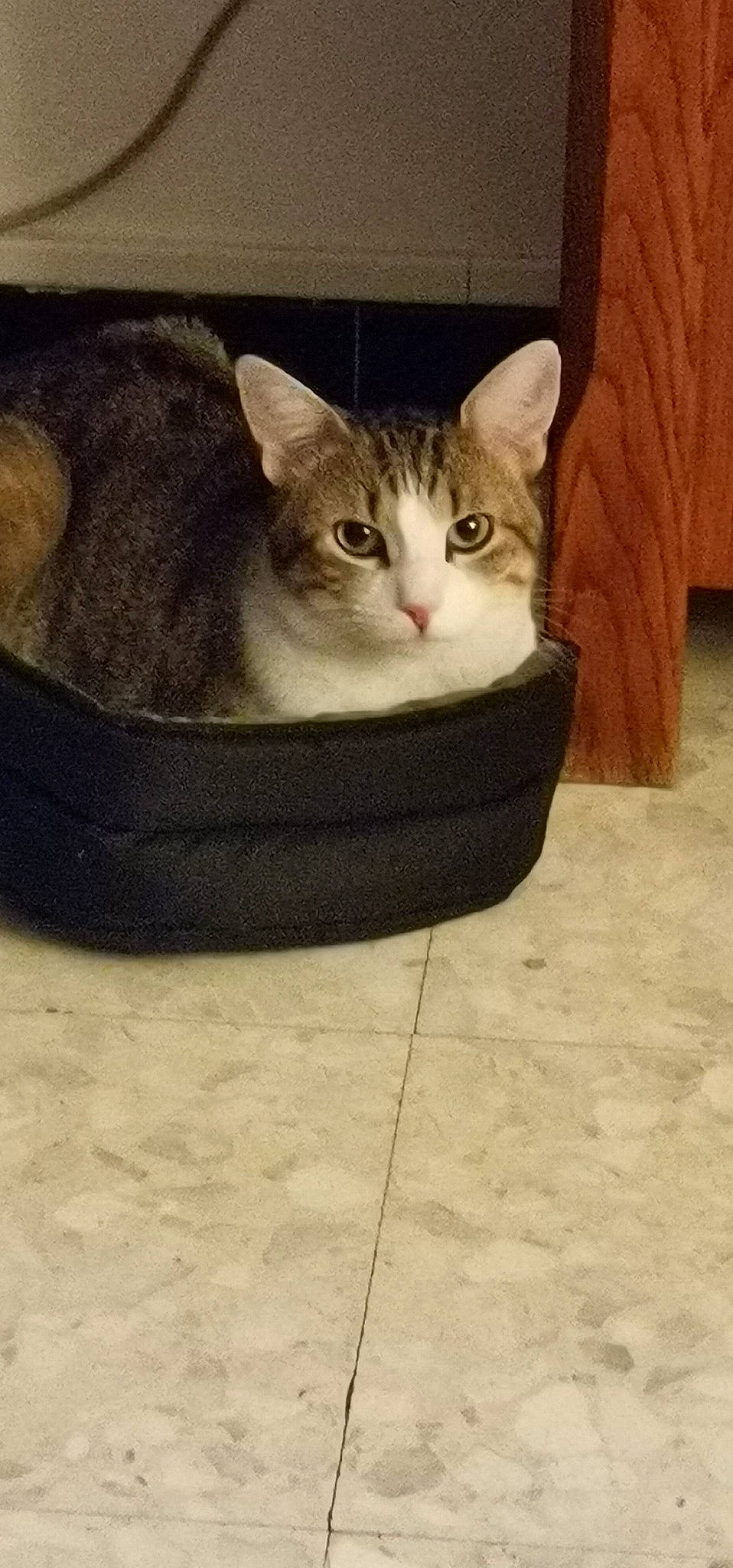 Pépère participe au concours pour gagner de l'argent avec cette photo : box, carnivore, cat, cat_furniture, cat_supply, comfort, domestic_short_haired_cat, eye, felidae, flooring, fur, hardwood, paw, pet_supply, small_to_medium_sized_cats, snout, tail, whiskers, window, wood