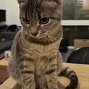 Yuma a rejoint le concours — aidez-le/la à gagner de superbes lots ! cat, gray_tabby, pet, animal, feline, sitting, portrait, whiskers, ears, eyes, striped_fur, short_hair, tail, wooden_table, indoors, living_room, furniture, home, close_up, serious_expression