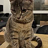 cat, gray_tabby, pet, animal, feline, sitting, portrait, whiskers, ears, eyes, striped_fur, short_hair, tail, wooden_table, indoors, living_room, furniture, home, close_up, serious_expression