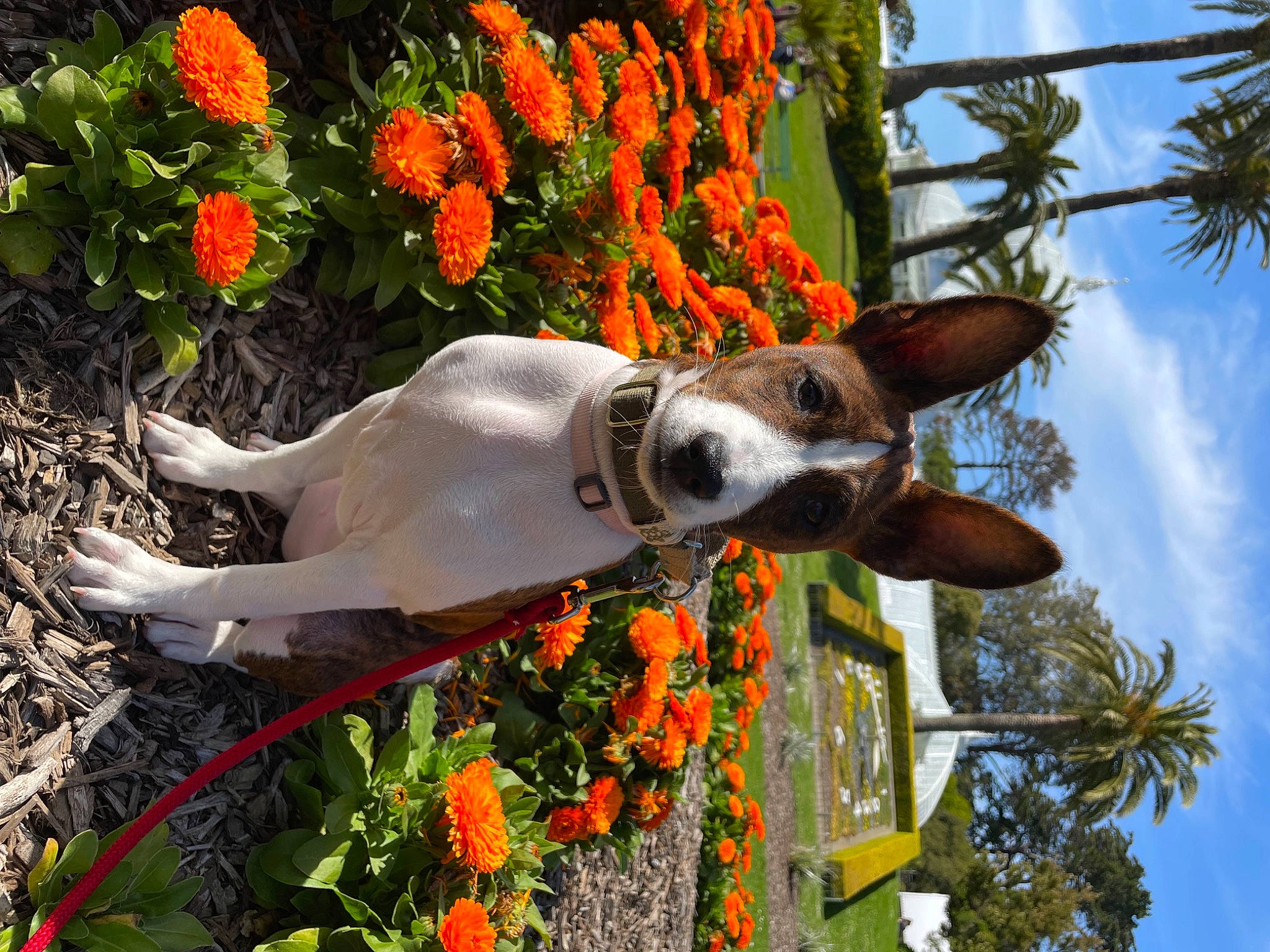 Winnipeg joined the competition — help win amazing prizes! annual_plant, arecales, cloud, dog, fawn, flower, flowering_plant, grass, herbaceous_plant, landscape, leaf, leisure, orange, palm_tree, petal, plant, pole, sky, spring, tree