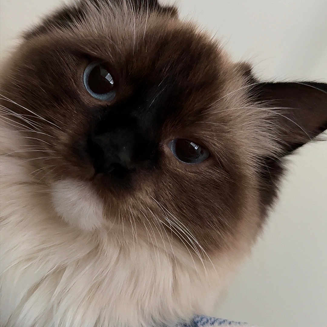Muffin joined the competition — help win amazing prizes! animal, blue_eyes, brown_fur, cat, close_up, cream_fur, curious, cute, domestic_cat, ears, face, feline, fluffy, indoor, looking, pet, portrait, soft_texture, striped_fabric, whiskers