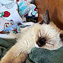 Muffin joined the competition — help win amazing prizes! kitten, cat, sleeping, blanket, cozy, fur, paw, indoor, resting, cute, pet, animal, feline, soft, comfort, relaxation, closeup, home, nap, fur_pattern