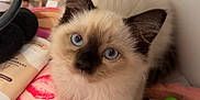 Muffin is registered to the contest to win money with this photo: black_nose, blue_eyes, brown_ears, cat, close_up, curious, cute, domestic_cat, drawer, feline, fluffy, indoor, kitten, lip_prints, pet, pink_fabric, small_animal, soft_texture, toiletries, white_fur