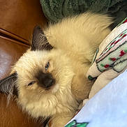 Muffin is registered to the contest to win money with this photo: cat, fluffy, sleepy, fur, couch, blanket, cozy, indoor, pet, animal, relaxed, resting, cream_color, dark_ears, close_up, comfort, feline, home, cute, soft