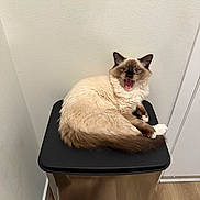 Muffin is registered to the contest to win money with this photo: animal, blue_eyes, brown, cat, cream_colored, cute, domestic_cat, ears, feline, fluffy, fur, indoor, pet, sitting, tongue, trash_can, wall, whiskers, wooden_floor, yawning