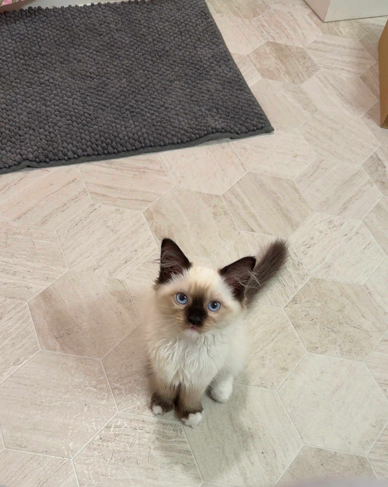 Muffin is registered to the contest to win money with this photo: kitten, cat, blue_eyes, fluffy, pet, indoor, floor, tile_floor, curious, small, cute, animal, feline, young, domestic_cat, fur, whiskers, ears, tail, gray_rug