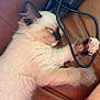 Muffin joined the competition — help win amazing prizes! kitten, sleeping, fur, paw, cable, power_adapter, leather_couch, brown, pink_sleeve, close_up, indoor, pet, cute, relaxing, cozy, animal, whiskers, small, resting, soft