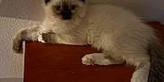 Muffin is registered to the contest to win money with this photo: cat, fluffy, lounging, wooden_surface, indoor, pet, feline, tail, relaxed, dim_light, wall, texture, ears, animal, cute, domestic, fur, resting, mammal, cozy