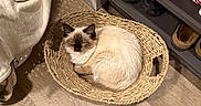 Muffin is registered to the contest to win money with this photo: animal, basket, cat, cozy, curled_up, cute, domestic_animal, fluffy, furniture, home, indoor, laundry_hamper, pet, quiet, relaxing, resting, shoe_rack, siamese_cat, sleeping, wooden_floor