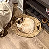 animal, basket, cat, cozy, curled_up, cute, domestic_animal, fluffy, furniture, home, indoor, laundry_hamper, pet, quiet, relaxing, resting, shoe_rack, siamese_cat, sleeping, wooden_floor