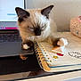 Muffin joined the competition — help win amazing prizes! cat, closeup, computer, cute, desk, domestic_animal, feline, fluffy, indoor, kitten, laptop, notebook, paper, paw, pen_holder, resting, sleeping, spiral_binding, sticker, workspace