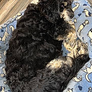 Bean And Samson is registered to the contest to win money with this photo: dog, pet, sleeping, curled_up, black_and_white, fluffy, dog_bed, blue_bed, patterned_bed, wooden_floor, indoor, cozy, resting, animal, cute, domestic_animal, toy, orange_toy, fur, relaxed