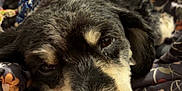 Bean And Samson is registered to the contest to win money with this photo: dog, pet, close_up, resting, hand, bed, blanket, floral_pattern, fur, sleepy, animal, companion, cute, domestic, nose, face, collar, indoor, comfort, relaxation