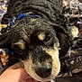 animal, bed, blanket, close_up, collar, comfort, companion, cute, dog, domestic, face, floral_pattern, fur, hand, indoor, nose, pet, relaxation, resting, sleepy