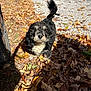 Bean And Samson is registered to the contest to win money with this photo: dog, autumn, leaves, outdoor, pet, black_and_white, fur, tail, car_tire, sunlight, shadow, nature, ground, playful, animal, walking, daylight, curly_fur, parked_car, fall_season