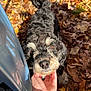 Bean And Samson is registered to the contest to win money with this photo: dog, black_and_white, pet, autumn_leaves, hand, chin_scratch, outdoor, fall, fur, animal, car, reflection, close_up, nature, friendly, cute, canine, sunlight, leaf_litter, companion