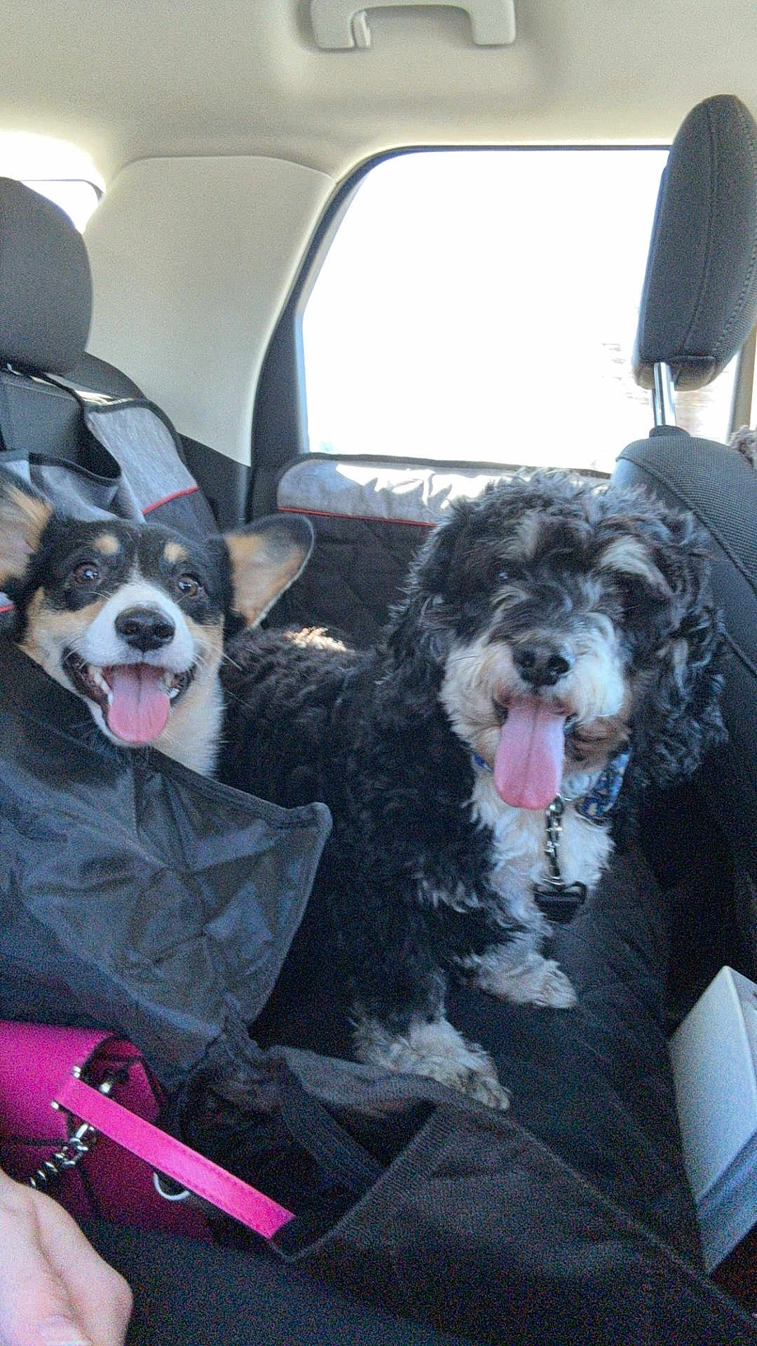 Bean And Samson joined the competition — help win amazing prizes! dog, car, backseat, black_dog, white_dog, tongue_out, happy, pet, seat, window, collar, fur, inside, travel, vehicle, leash, companion, canine, seat_cover, headrest