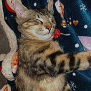 Nesquik participe au concours pour gagner de l'argent avec cette photo : animal, blanket, candy_cane, cat, closeup, comfort, cozy, cute, feline, fur, holiday, indoor, peaceful, pet, relaxation, resting, sleeping, snowflakes, tabby, warm