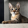 Balou participe au concours pour gagner de l'argent avec cette photo : cat, tabby_cat, feline, pet, animal, portrait, close_up, whiskers, ears, eyes, striped_fur, brown_fur, white_chest, paw, lying_down, countertop, kitchen, indoor, modern_interior, looking_at_camera