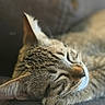 Balou a rejoint le concours — aidez-le/la à gagner de superbes lots ! cat, tabby_cat, sleeping, nap, feline, close_up, portrait, whiskers, ears, closed_eyes, fur, striped_fur, brown, gray, relaxed, couch, indoors, soft_lighting, cozy, animal