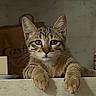 cat, tabby, kitten, feline, pet, animal, portrait, close_up, face, eyes, whiskers, ears, fur, paws, sitting, ledge, indoor, home, brown, cute