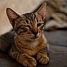 cat, kitten, tabby, pet, animal, feline, whiskers, ears, paws, winking, face, portrait, close_up, sitting, lying_down, sofa, couch, indoor, cozy, brown_fur