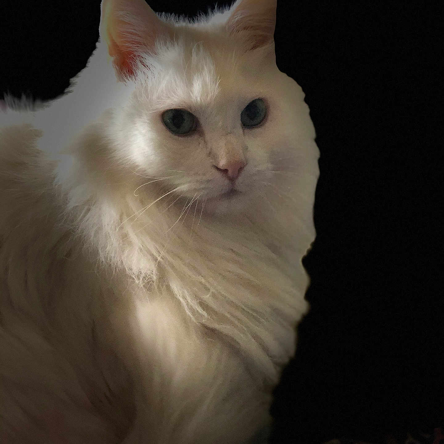 Babybaby is registered to the contest to win money with this photo: cat, white_cat, fluffy, portrait, animal, pet, feline, close_up, black_background, soft_lighting, whiskers, ears, face, fur, eyes, indoor, mammal, cute, majestic, calm