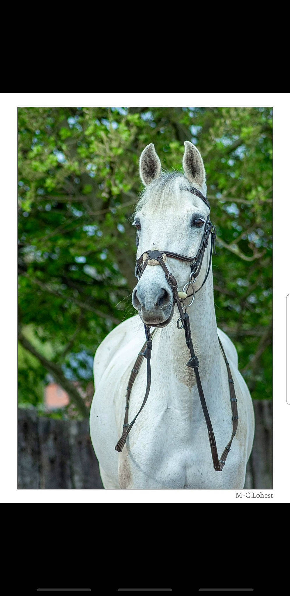 Fantasia a rejoint le concours — aidez-le/la à gagner de superbes lots ! bit, bridle, eyelash, halter, head, horse, horse_supplies, horse_tack, liver, mane, mare, nature, organism, pack_animal, plant, rectangle, rein, snout, tree, working_animal