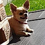 dog, chihuahua, pet, animal, outdoor, sunlight, grass, porch, stone_wall, small_dog, tongue_out, happy, relaxed, summer, sunny, collar, canine, domestic_animal, paw, shadow