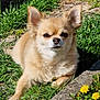 Rosa a rejoint le concours — aidez-le/la à gagner de superbes lots ! dog, chihuahua, small_dog, grass, yellow_flowers, dandelions, curb, outdoor, sunlight, pet, animal, fur, ears, nose, nature, relaxed, closeup, sidewalk, greenery, daytime